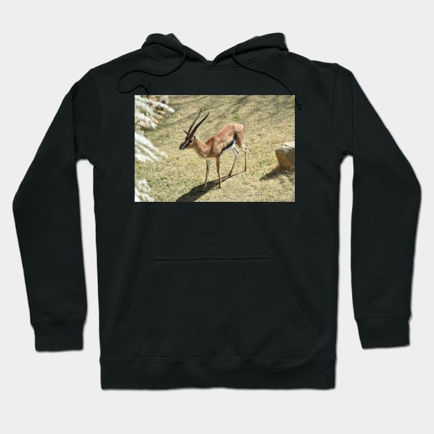 Thompson Gazelle Hoodie by MarieDarcy